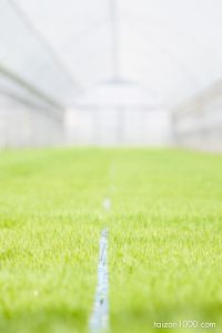 Canon EOS 50D
(f/2.8,1/2000sec,ISO-100,70mm)